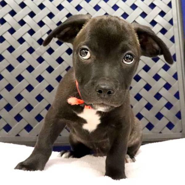 Enlarge Chippie, a Adoptable mixed breed in Midland, TX image 1/1
