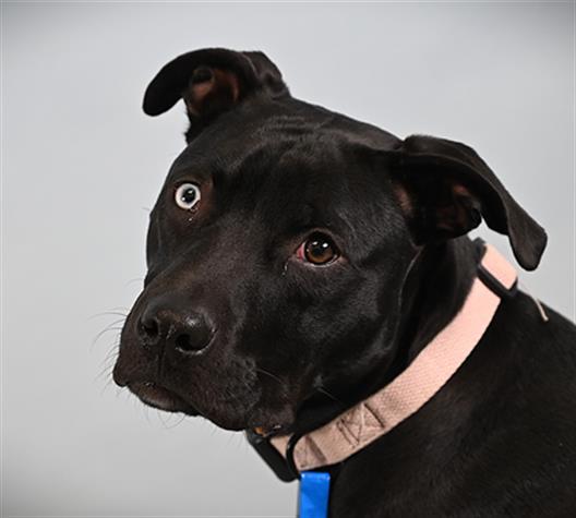 Enlarge LATSO, a Adoptable mixed breed in Loveland, CO image 1/1