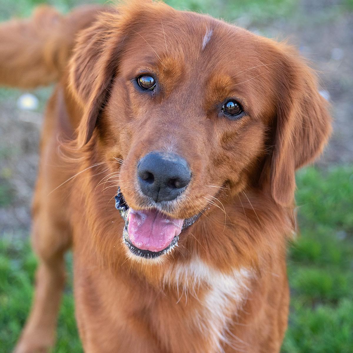 Kato, ADOPTABLE, Adult Male Golden Retriever.