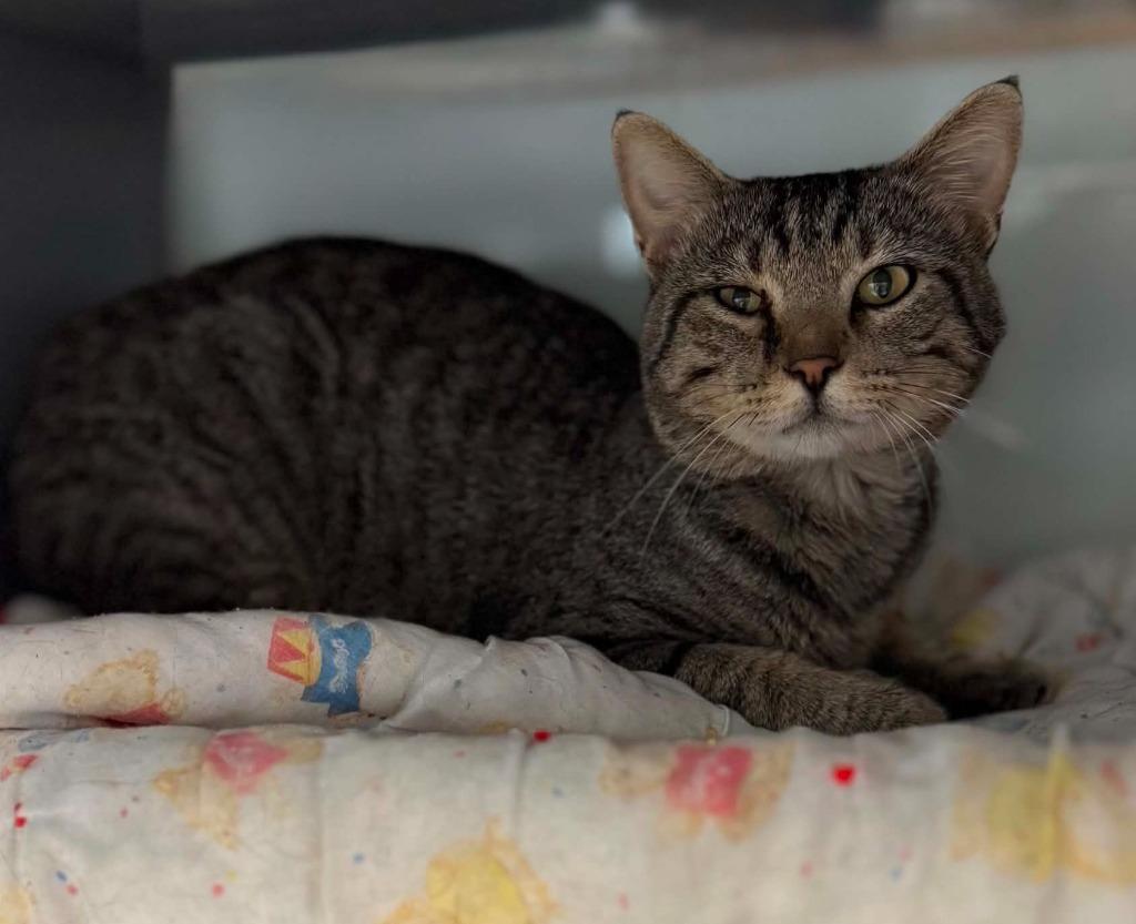 Mika, Adoptable, Adult Male Domestic Short Hair.