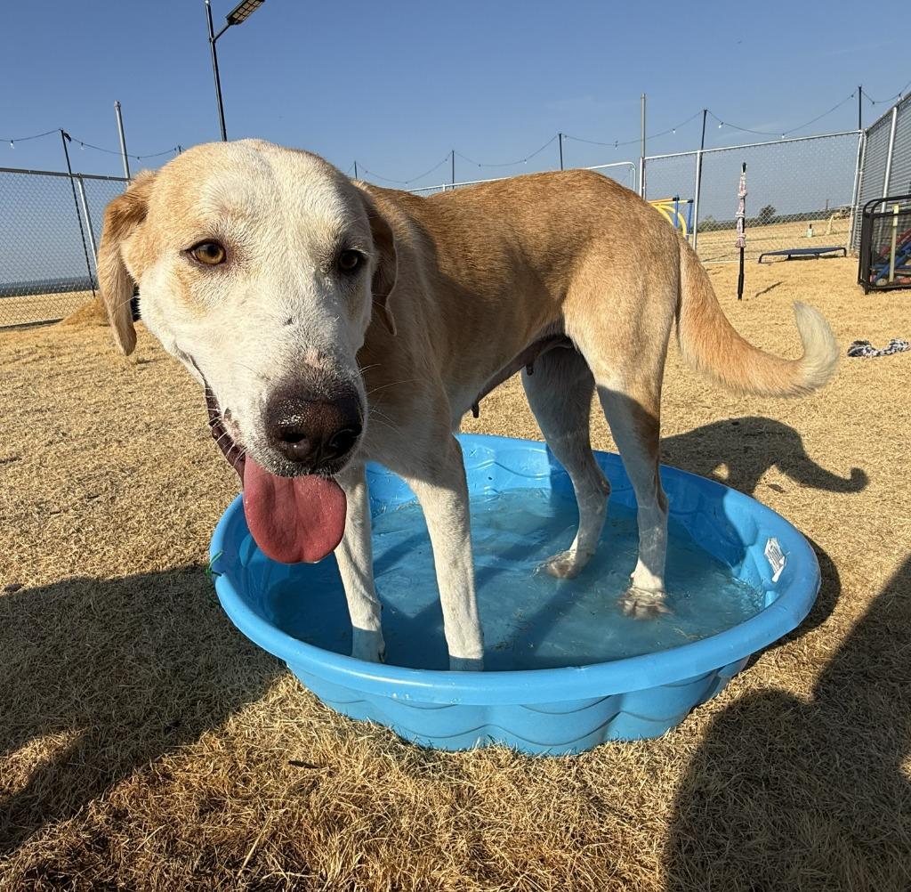 Enlarge Poppy, a Adoptable mixed breed in Glen Rose, TX image 1/3