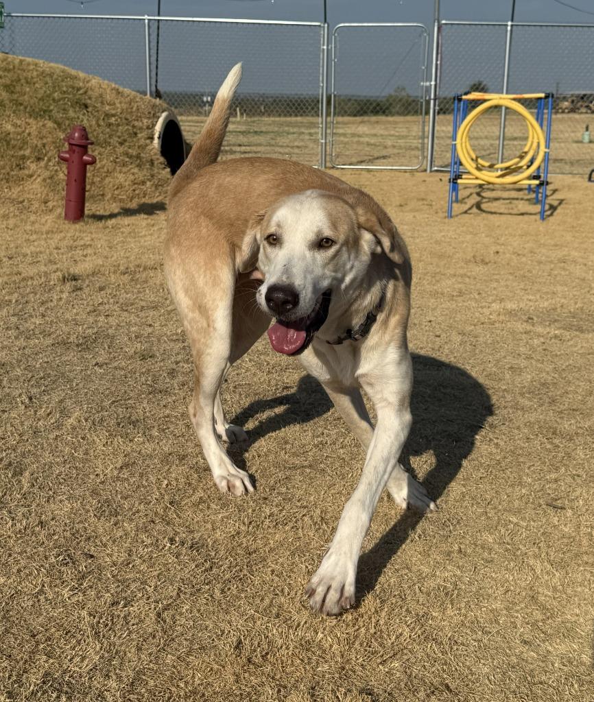 Enlarge Poppy, a Adoptable mixed breed in Glen Rose, TX image 2/3