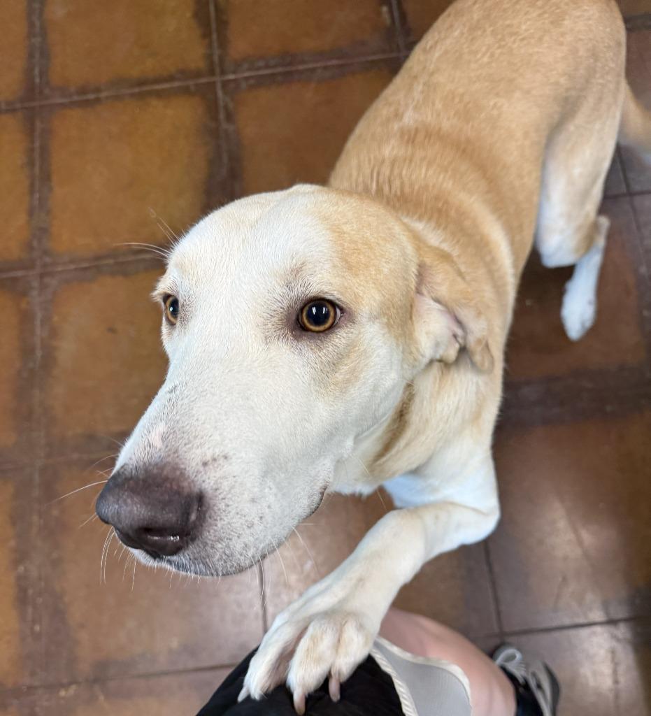 Enlarge Poppy, a Adoptable mixed breed in Glen Rose, TX image 3/3