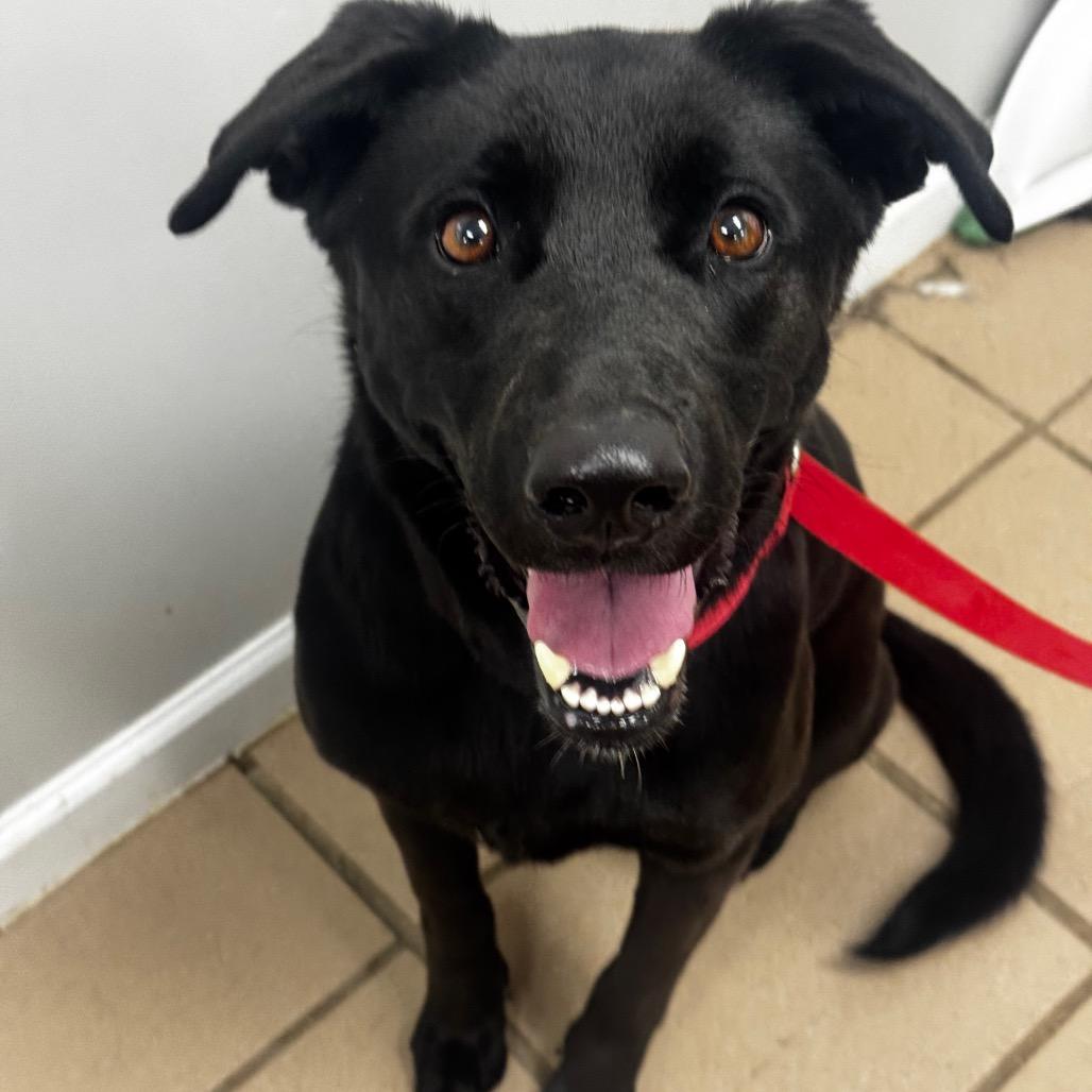 Enlarge Pepper Pots, a Adoptable mixed breed in Starkville, MS image 1/2