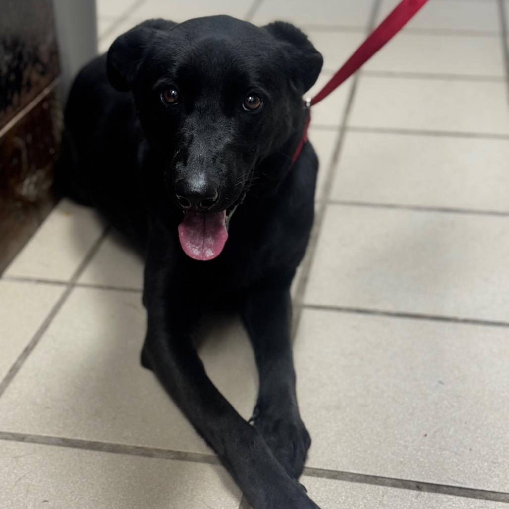 Enlarge Pepper Pots, a Adoptable mixed breed in Starkville, MS image 2/2