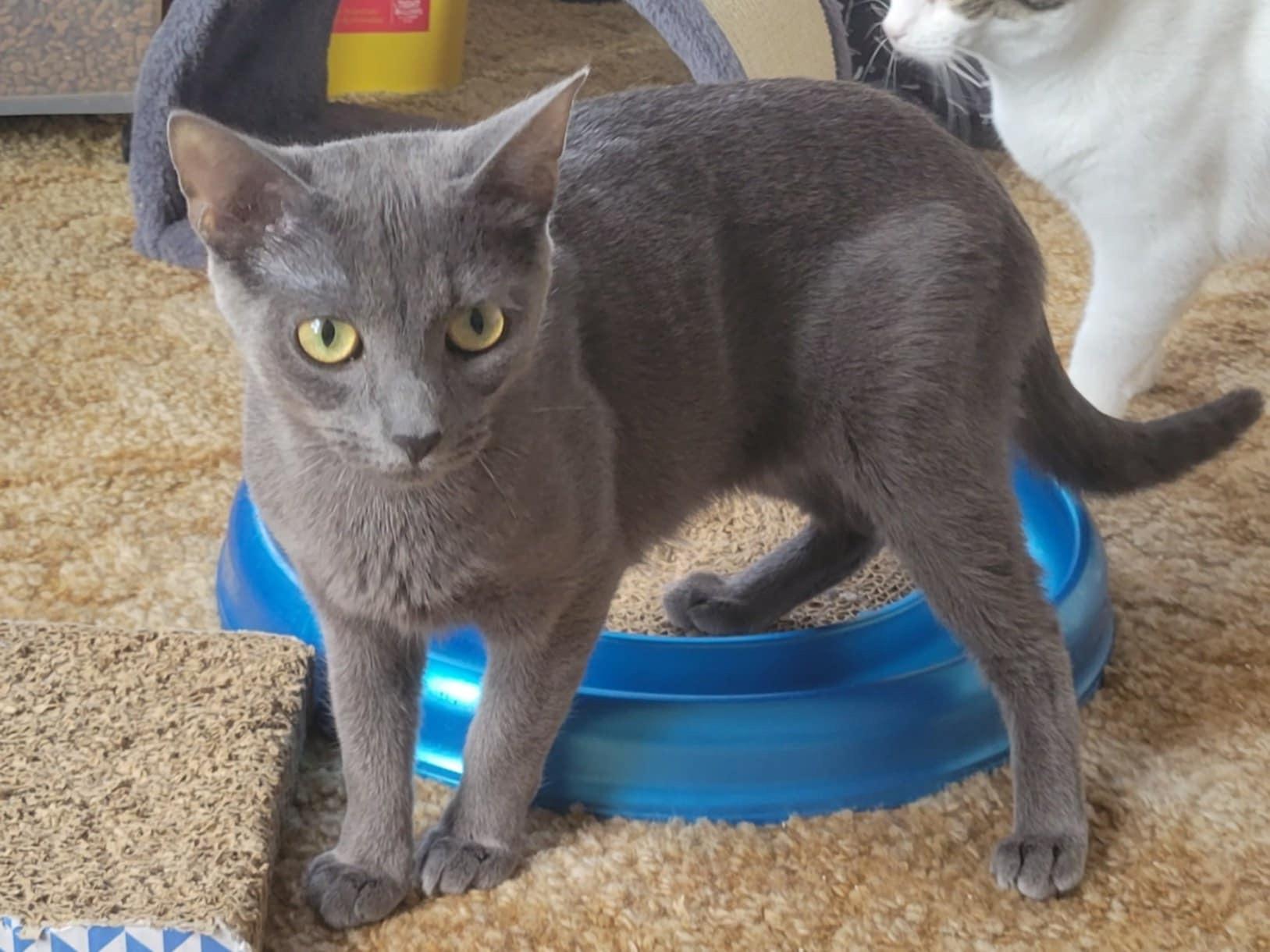 Enlarge Nadia, a Adoptable Domestic Short Hair in West newton, PA image 2/3