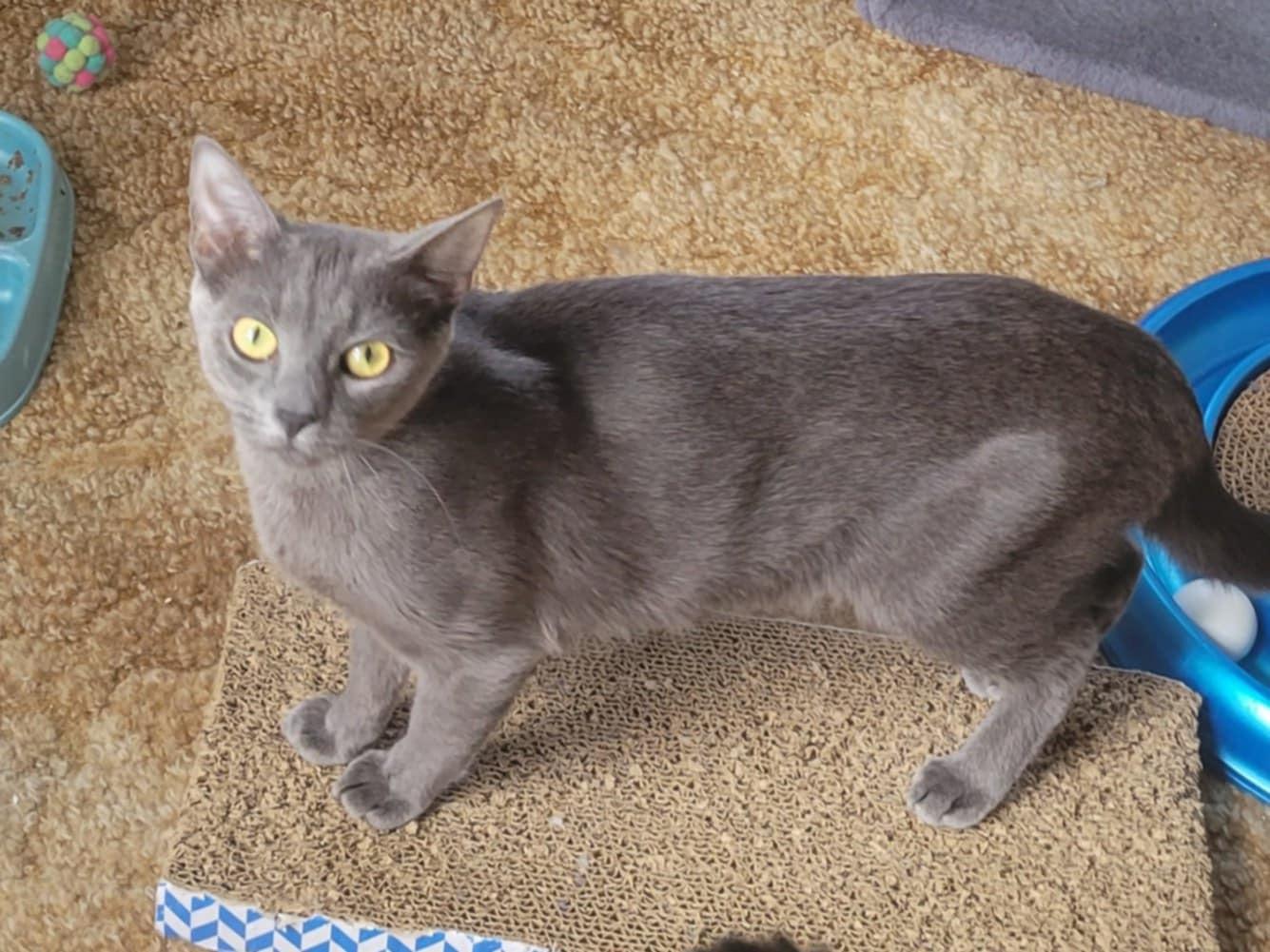 Enlarge Nadia, a Adoptable Domestic Short Hair in West newton, PA image 1/3