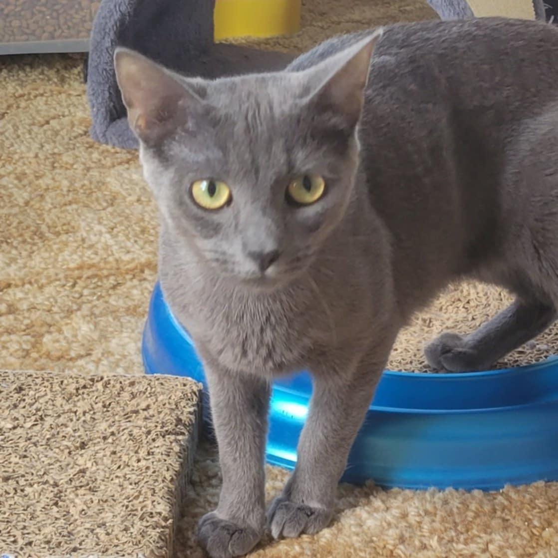 Enlarge Nadia, a Adoptable Domestic Short Hair in West newton, PA image 3/3