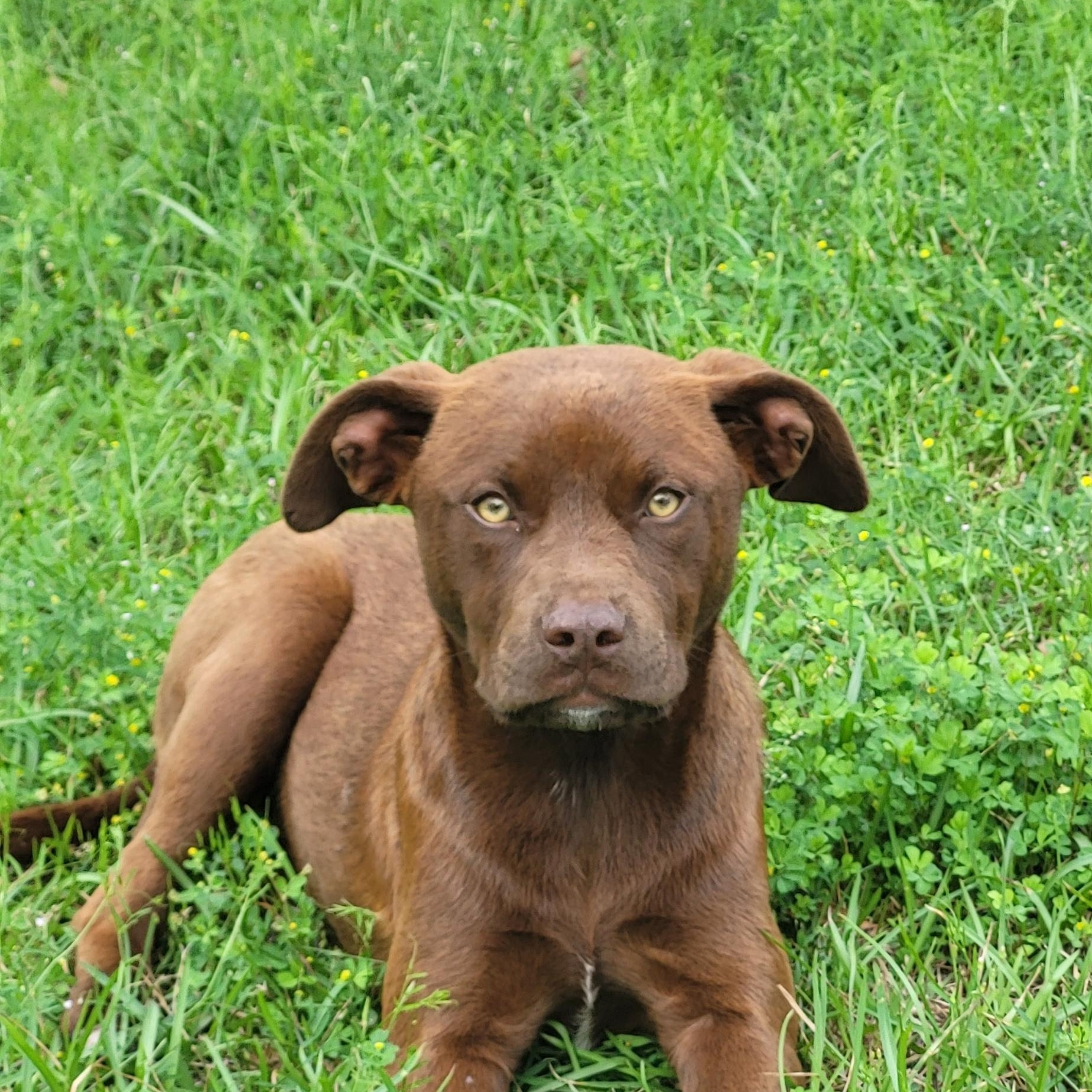 Enlarge Annie Ruth , a ADOPTABLE Mixed Breed in Marion, MS image 1/1