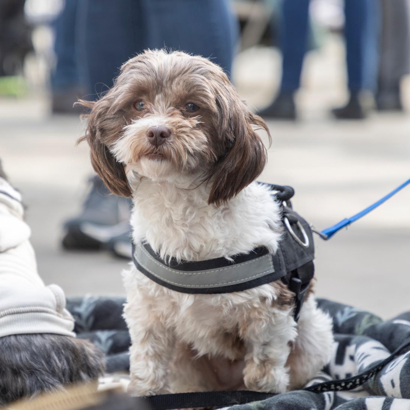 Mitzi, ADOPTABLE, Adult Female Poodle & Shih Tzu.