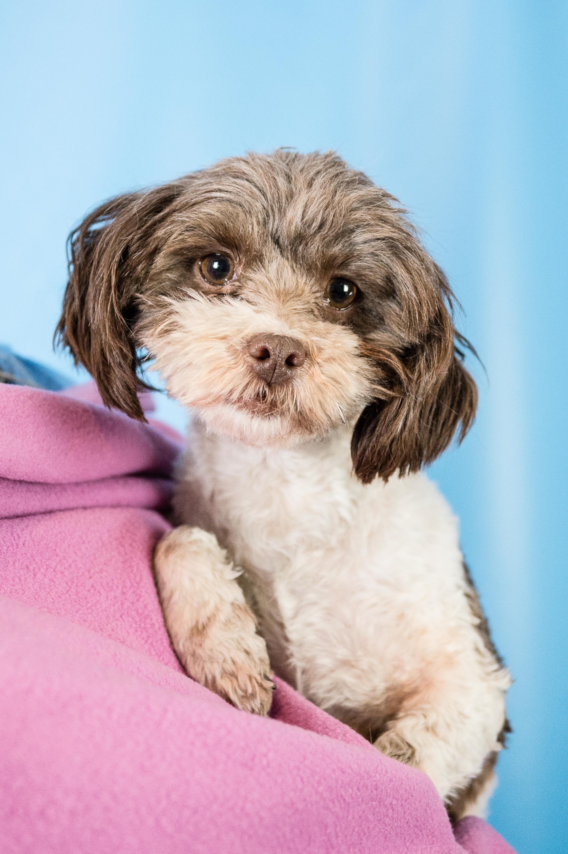 Enlarge Mitzi, a ADOPTABLE mixed breed in Minneapolis, MN image 6/6