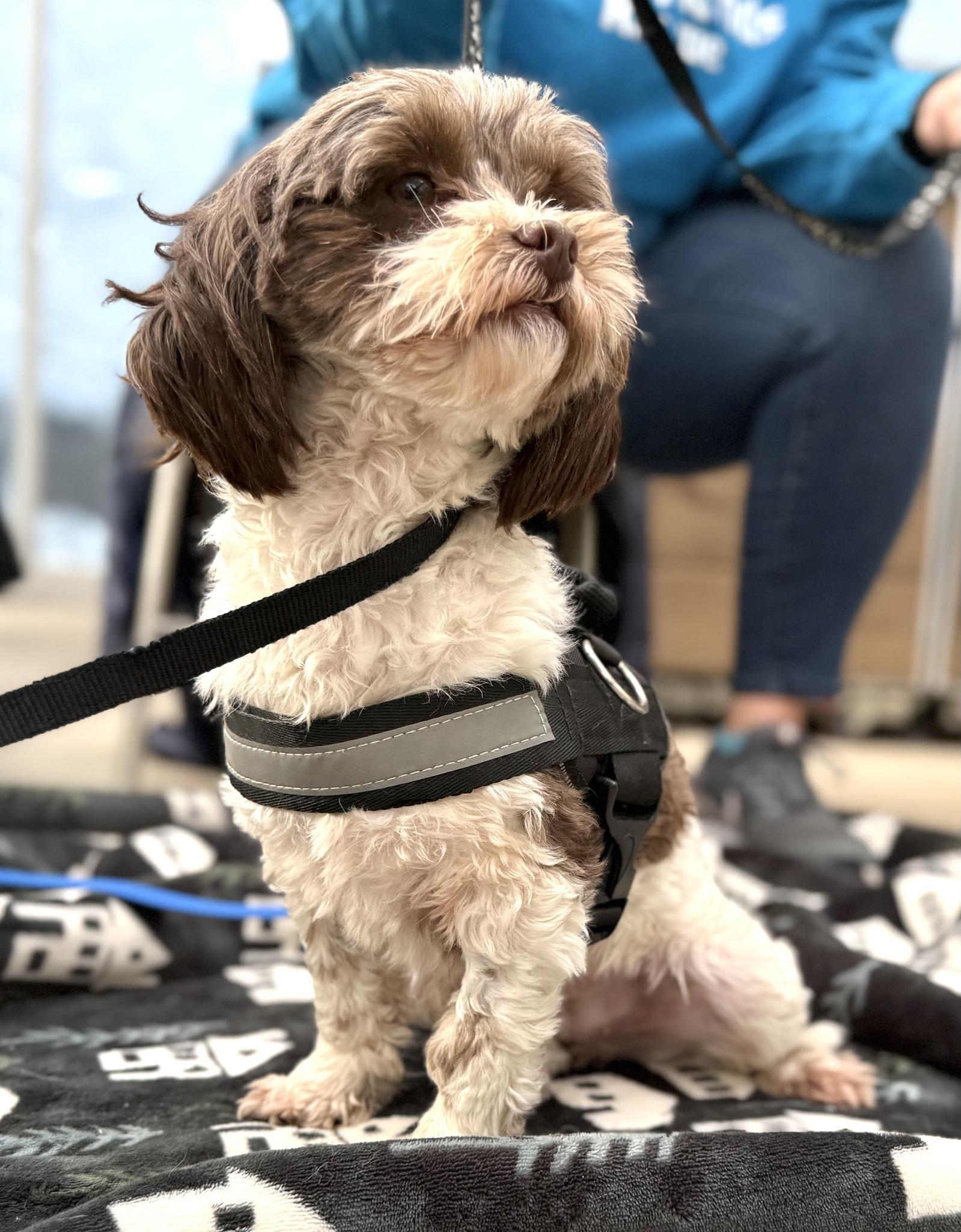 Enlarge Mitzi, a ADOPTABLE mixed breed in Minneapolis, MN image 3/6