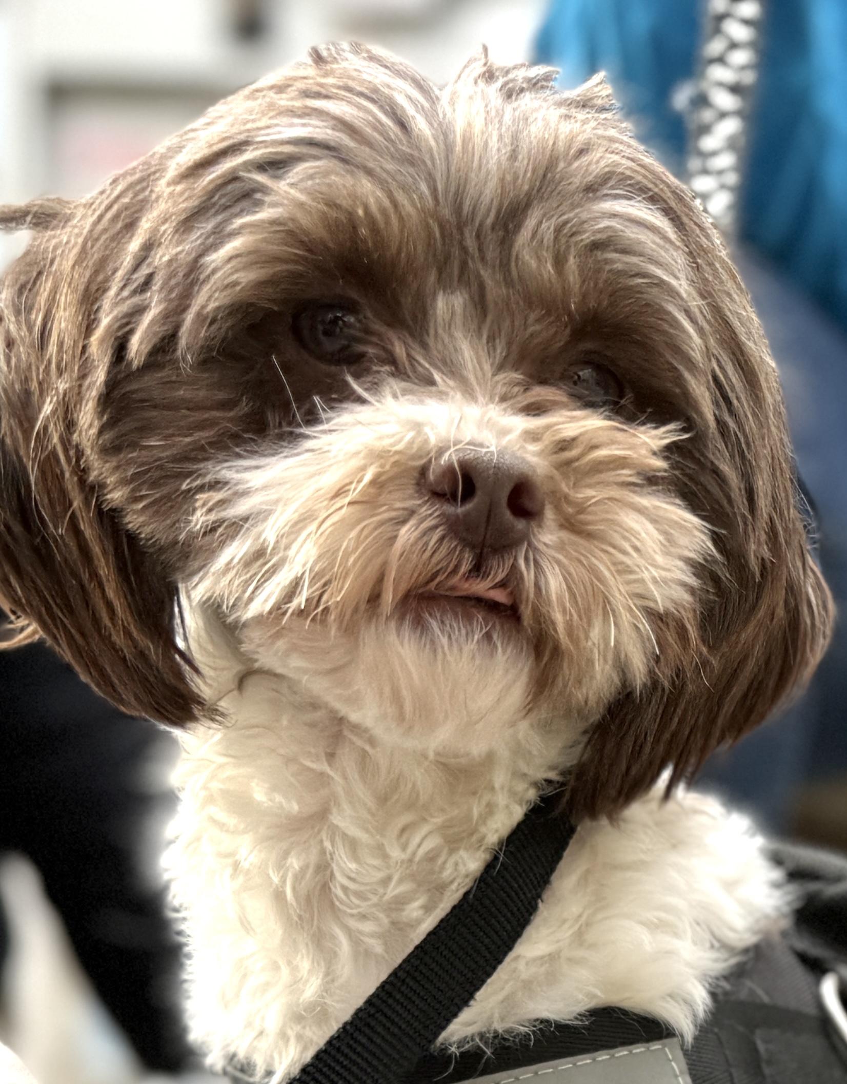 Enlarge Mitzi, a ADOPTABLE mixed breed in Minneapolis, MN image 2/6