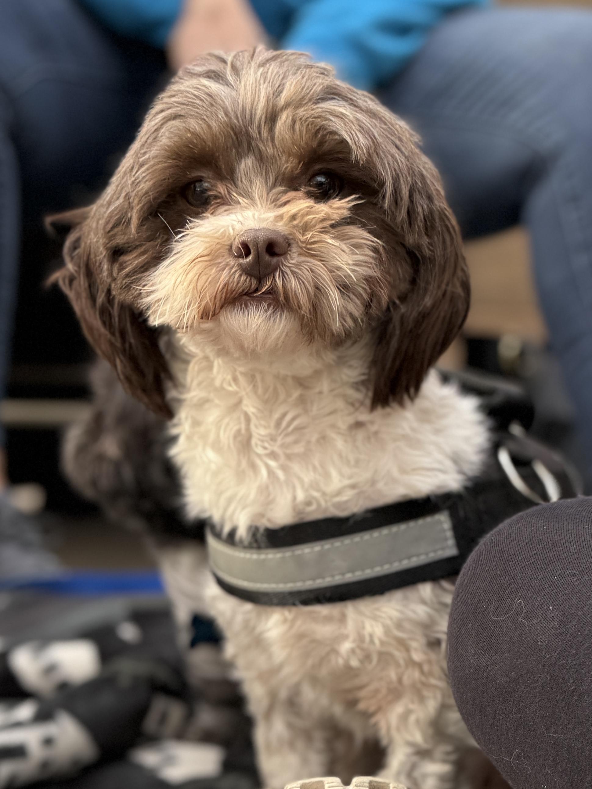 Enlarge Mitzi, a ADOPTABLE mixed breed in Minneapolis, MN image 1/6