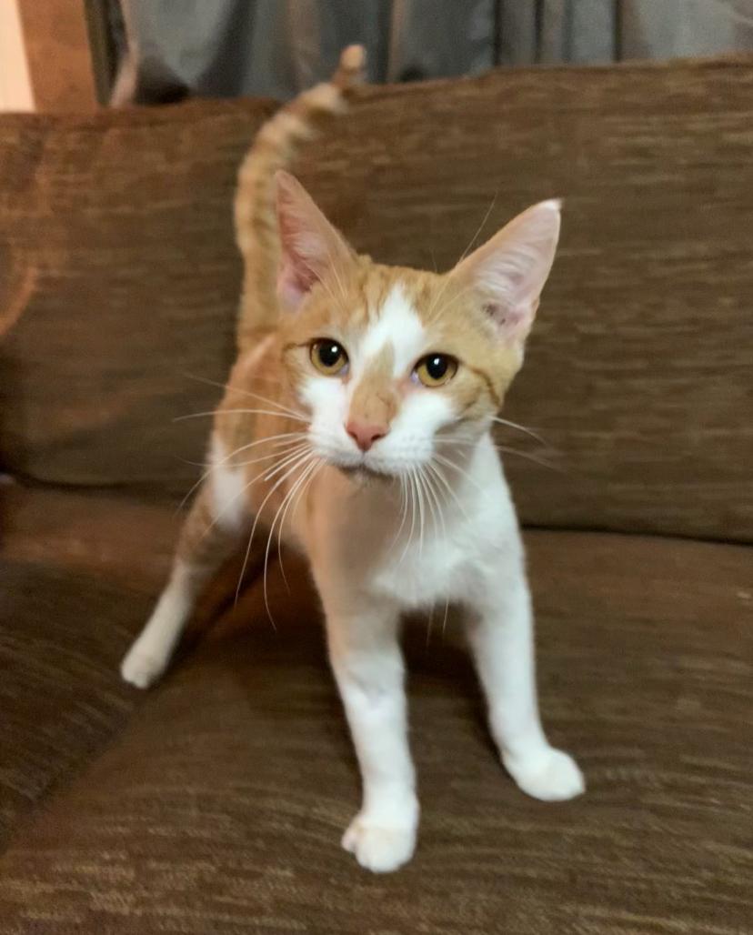 Enlarge Gerald, an adopted Domestic Short Hair in Tuttle, OK image 2/2