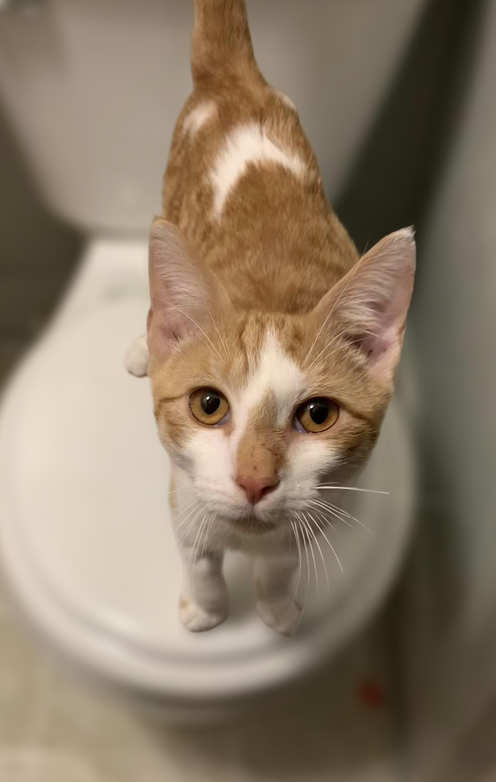 Gerald, adopted, Young Male Domestic Short Hair.