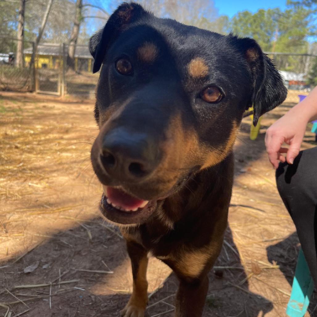 Sosha, a Adoptable mixed breed in Valley, AL image 1/6