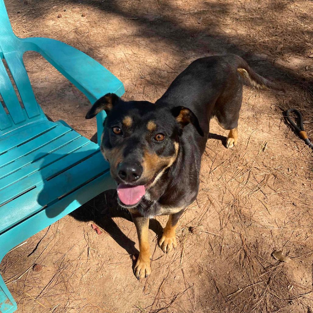 Sosha, a Adoptable mixed breed in Valley, AL image 2/6