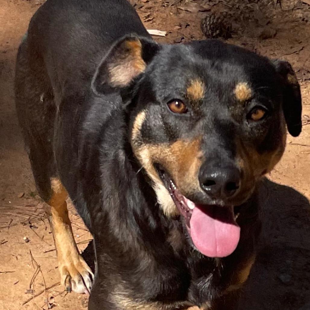 Sosha, a Adoptable mixed breed in Valley, AL image 3/6