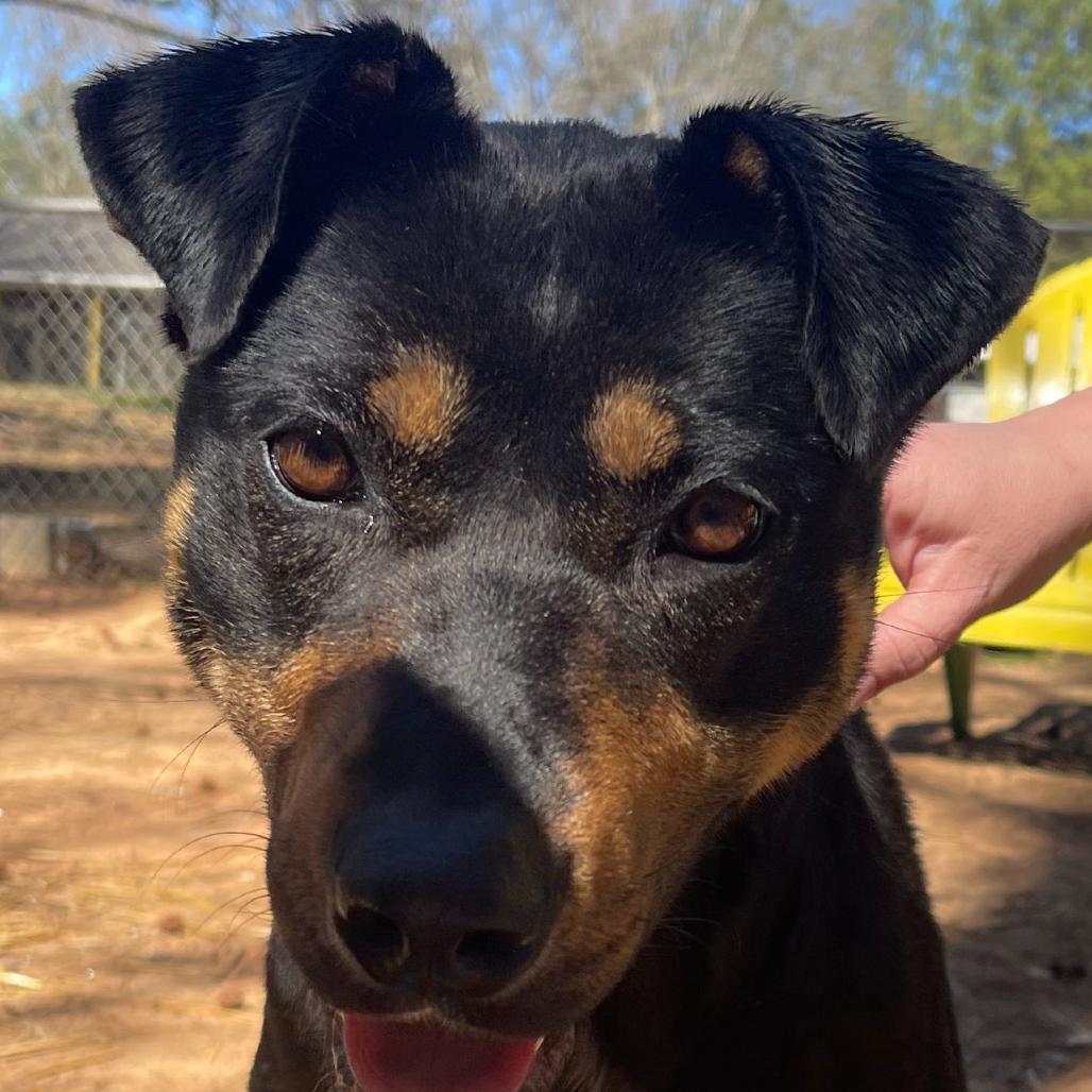 Sosha, a Adoptable mixed breed in Valley, AL image 4/6