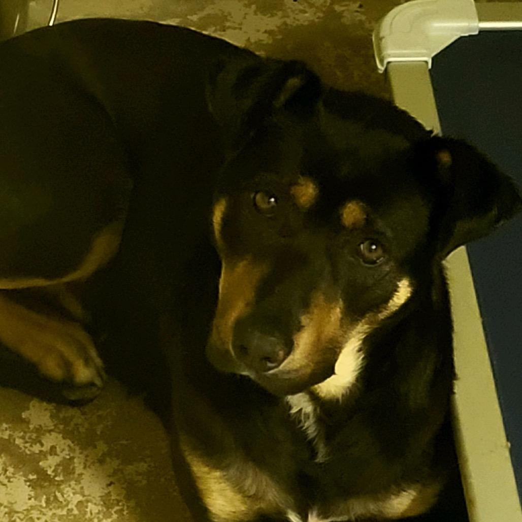 Sosha, a Adoptable mixed breed in Valley, AL image 5/6