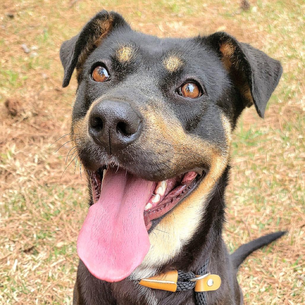 Sosha, a Adoptable mixed breed in Valley, AL image 6/6
