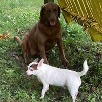 Enlarge KIMBER - Adoption Pending, a Adopted Chocolate Labrador Retriever in Marion, IN image 3/6