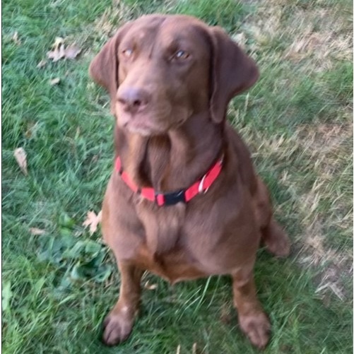 Enlarge KIMBER - Adoption Pending, a Adopted Chocolate Labrador Retriever in Marion, IN image 5/6