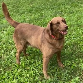 Enlarge KIMBER - Adoption Pending, a Adopted Chocolate Labrador Retriever in Marion, IN image 1/6