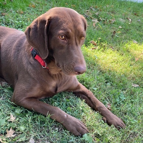 Enlarge KIMBER - Adoption Pending, a Adopted Chocolate Labrador Retriever in Marion, IN image 6/6