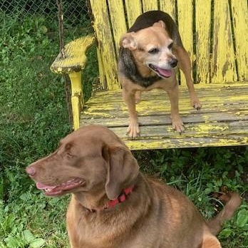Enlarge KIMBER - Adoption Pending, a Adopted Chocolate Labrador Retriever in Marion, IN image 2/6