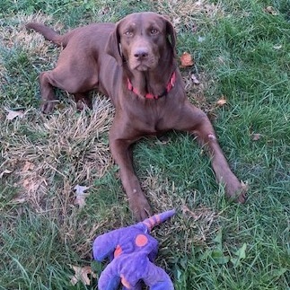 Enlarge KIMBER - Adoption Pending, a Adopted Chocolate Labrador Retriever in Marion, IN image 4/6
