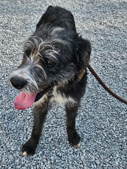 Dozer, Adoptable, Adult Male Mixed Breed & Mixed Breed.