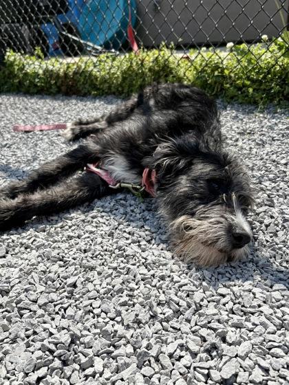 Dozer, Adoptable, Adult Male Mixed Breed & Mixed Breed.