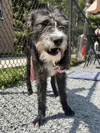 Dozer, a Adoptable mixed breed in Cincinnati, OH image 2/3