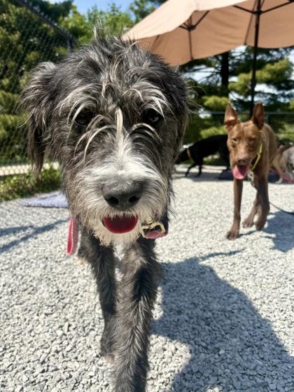 Dozer, a Adoptable mixed breed in Cincinnati, OH image 3/3