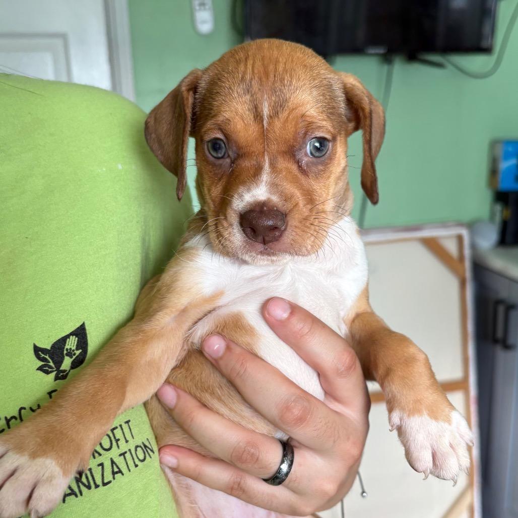 Chick, a Adoptable mixed breed in Tampa, FL image 1/6