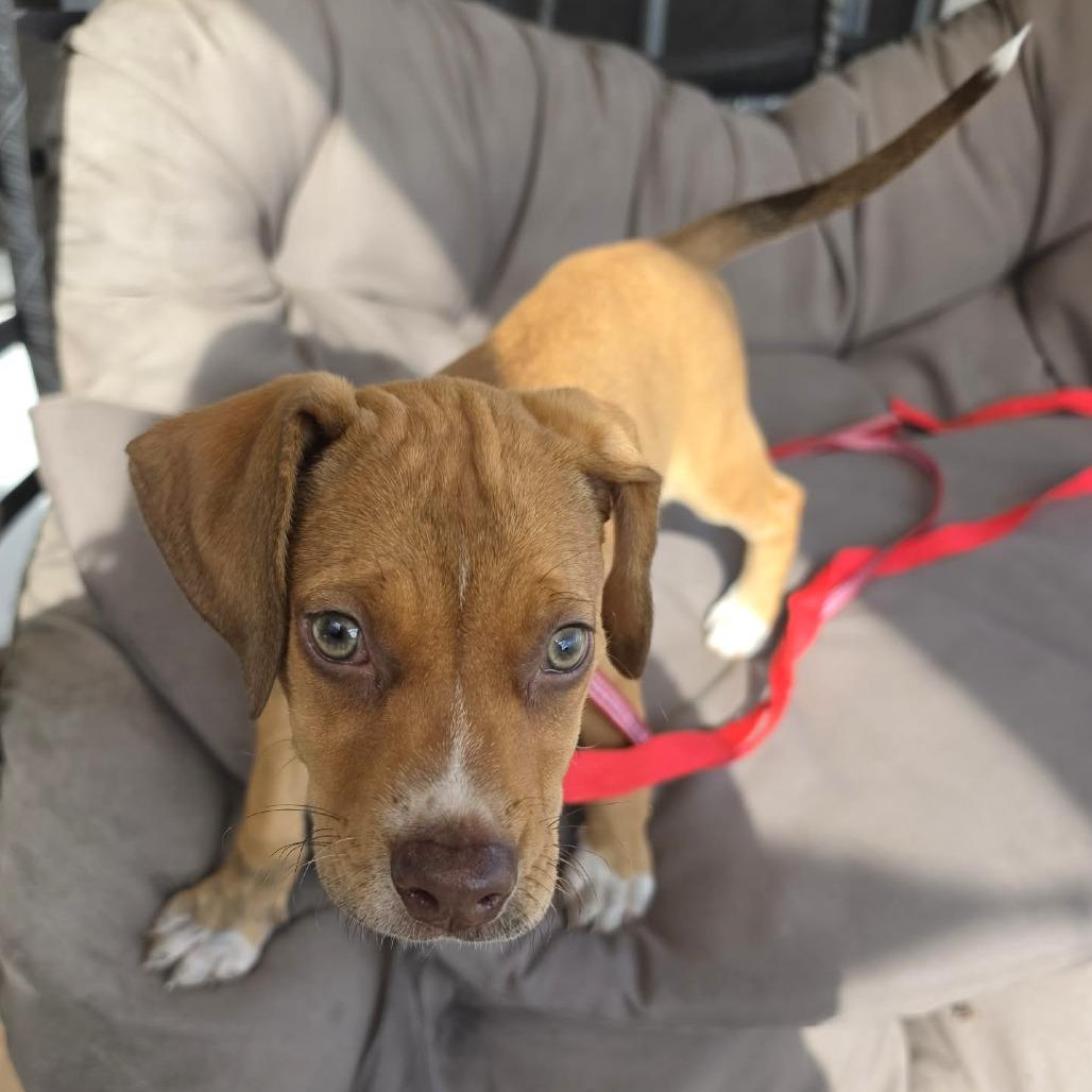 Chick, a Adoptable mixed breed in Tampa, FL image 2/6