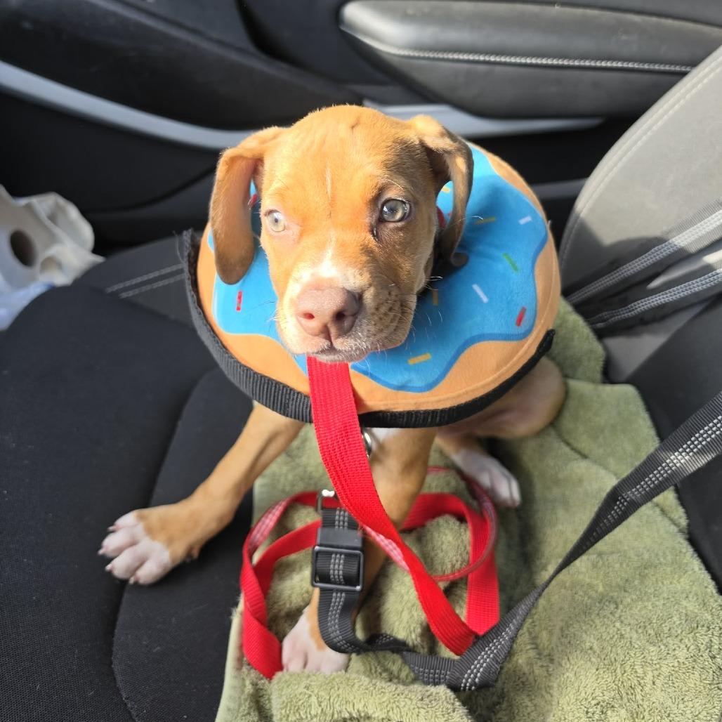 Chick, a Adoptable mixed breed in Tampa, FL image 3/6