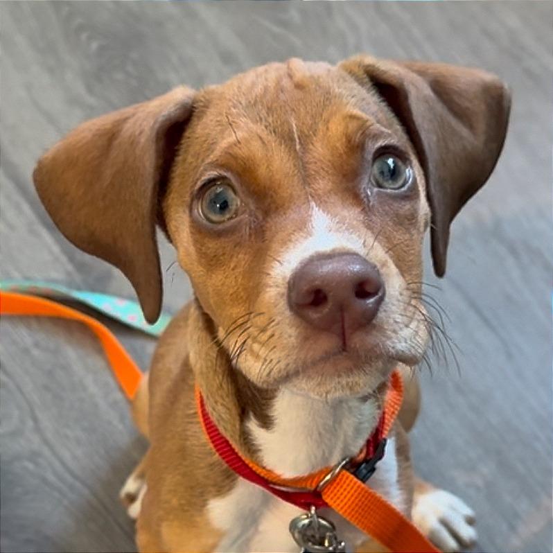 Chick, a Adoptable mixed breed in Tampa, FL image 4/6