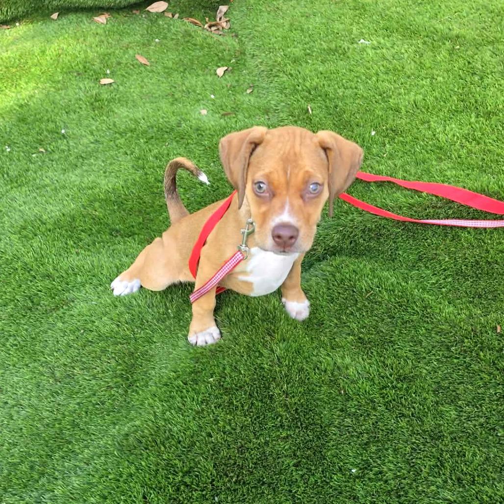 Chick, a Adoptable mixed breed in Tampa, FL image 5/6