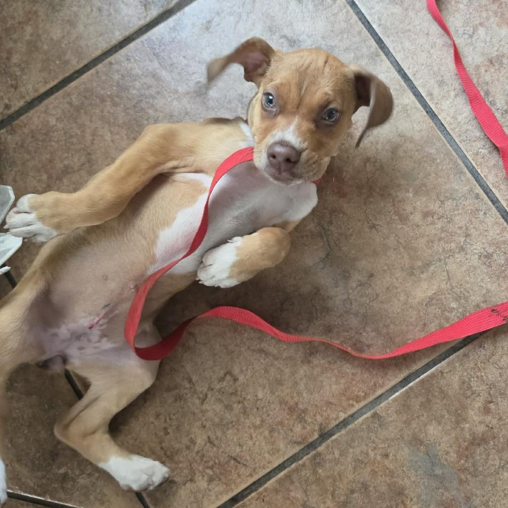 Chick, a Adoptable mixed breed in Tampa, FL image 6/6