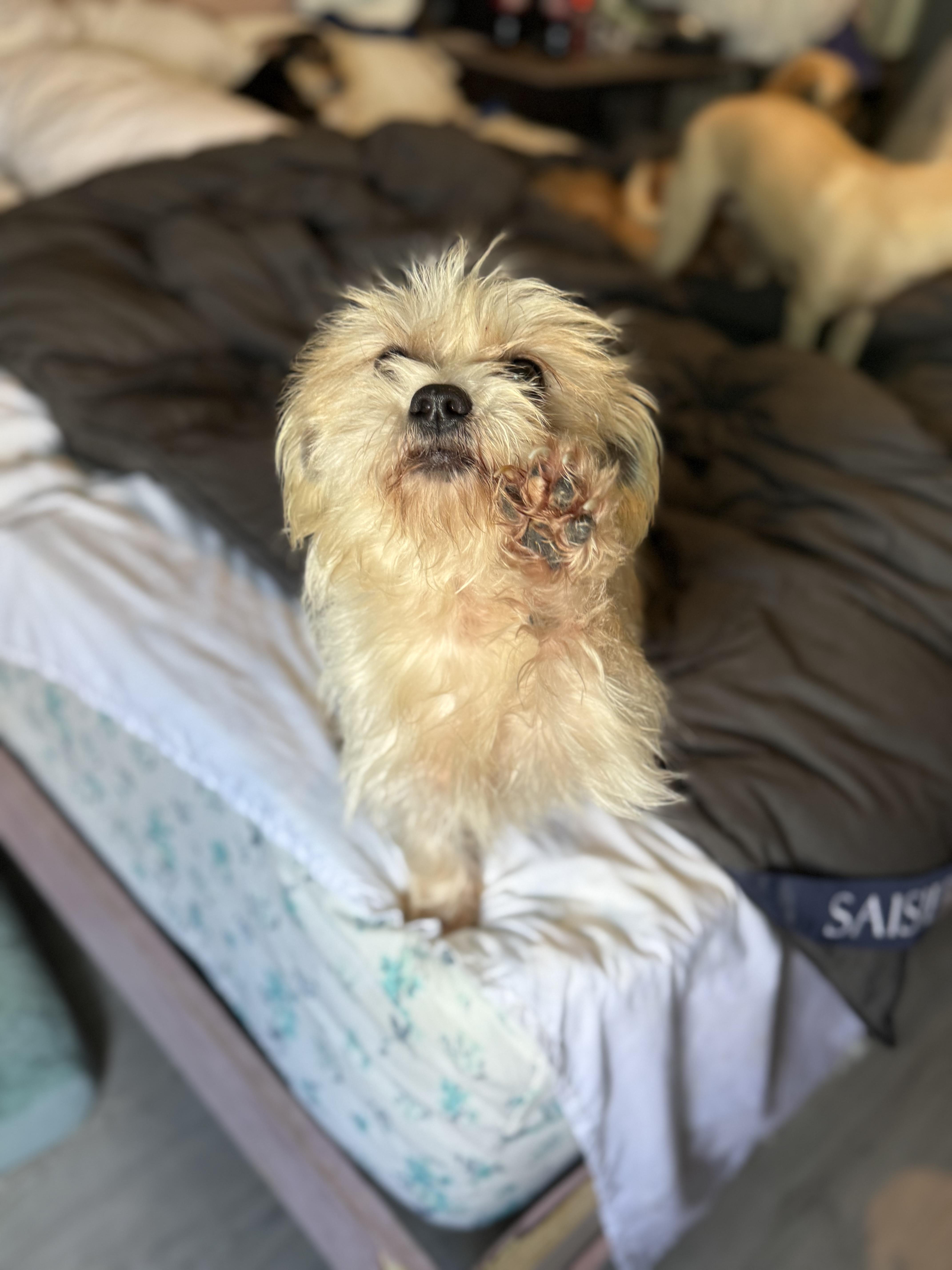 Enlarge Snowball, an adopted mixed breed in Denver, CO image 4/6