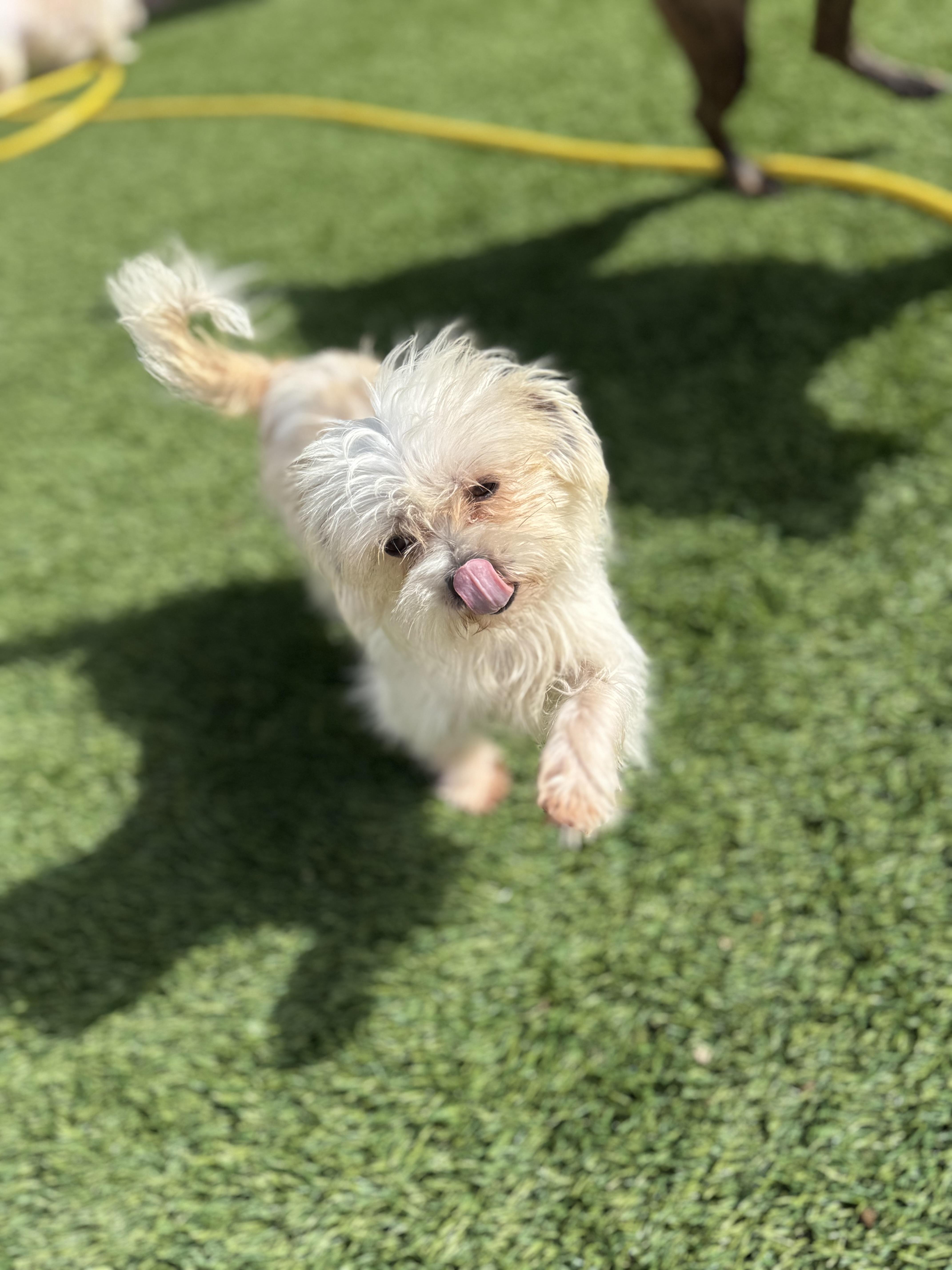 Enlarge Snowball, an adopted mixed breed in Denver, CO image 6/6