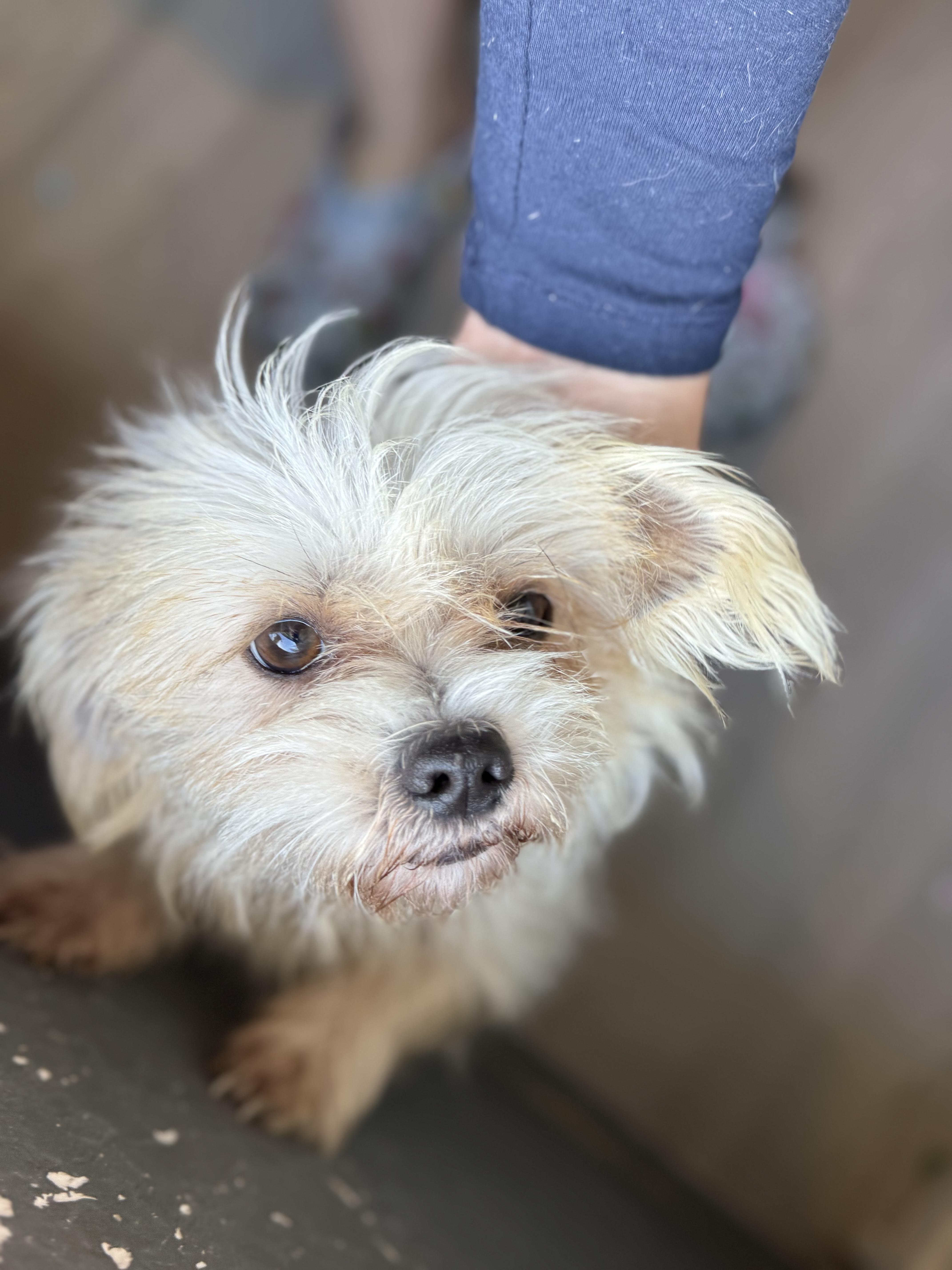 Enlarge Snowball, an adopted mixed breed in Denver, CO image 5/6