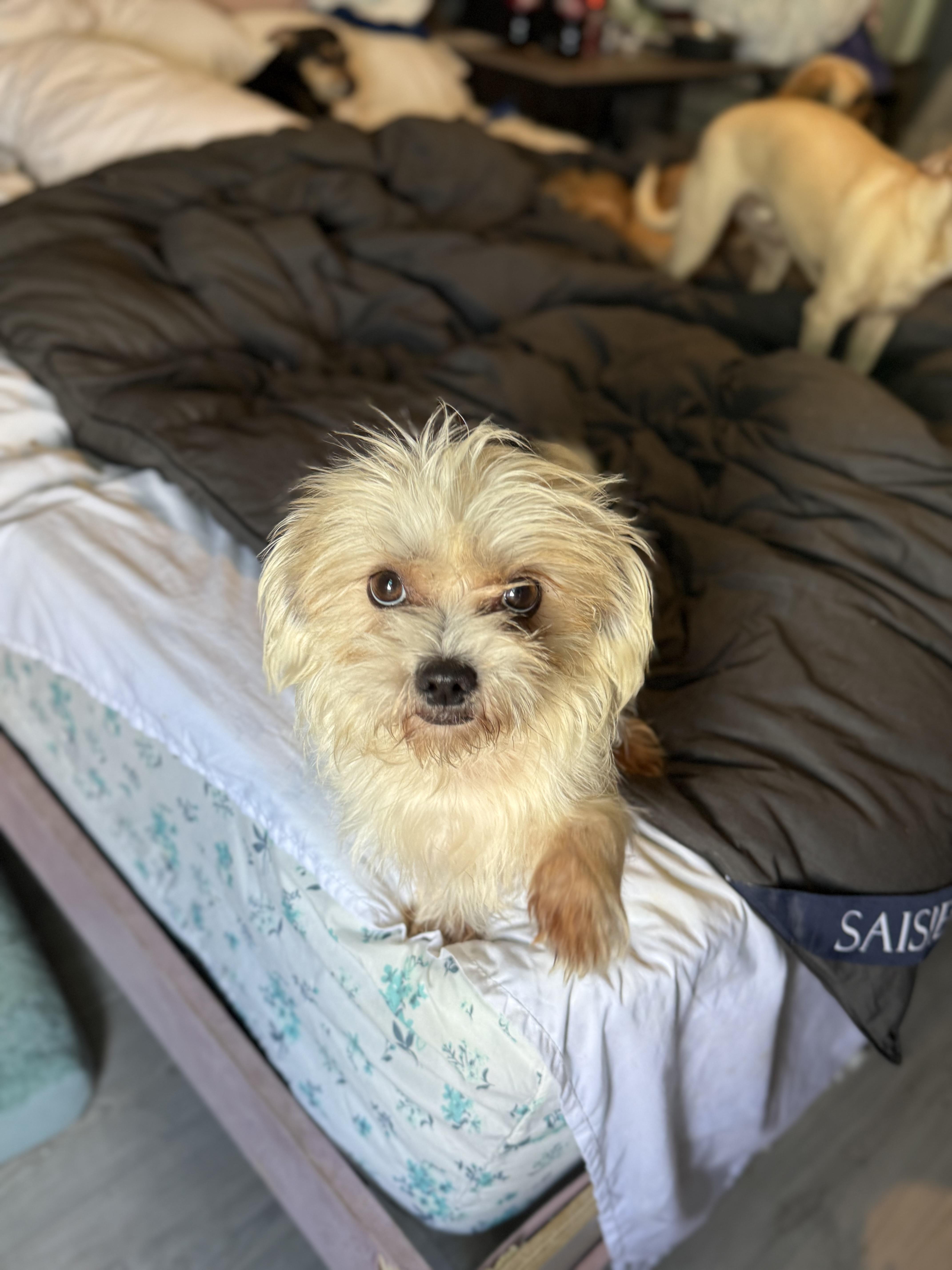 Enlarge Snowball, an adopted mixed breed in Denver, CO image 1/6