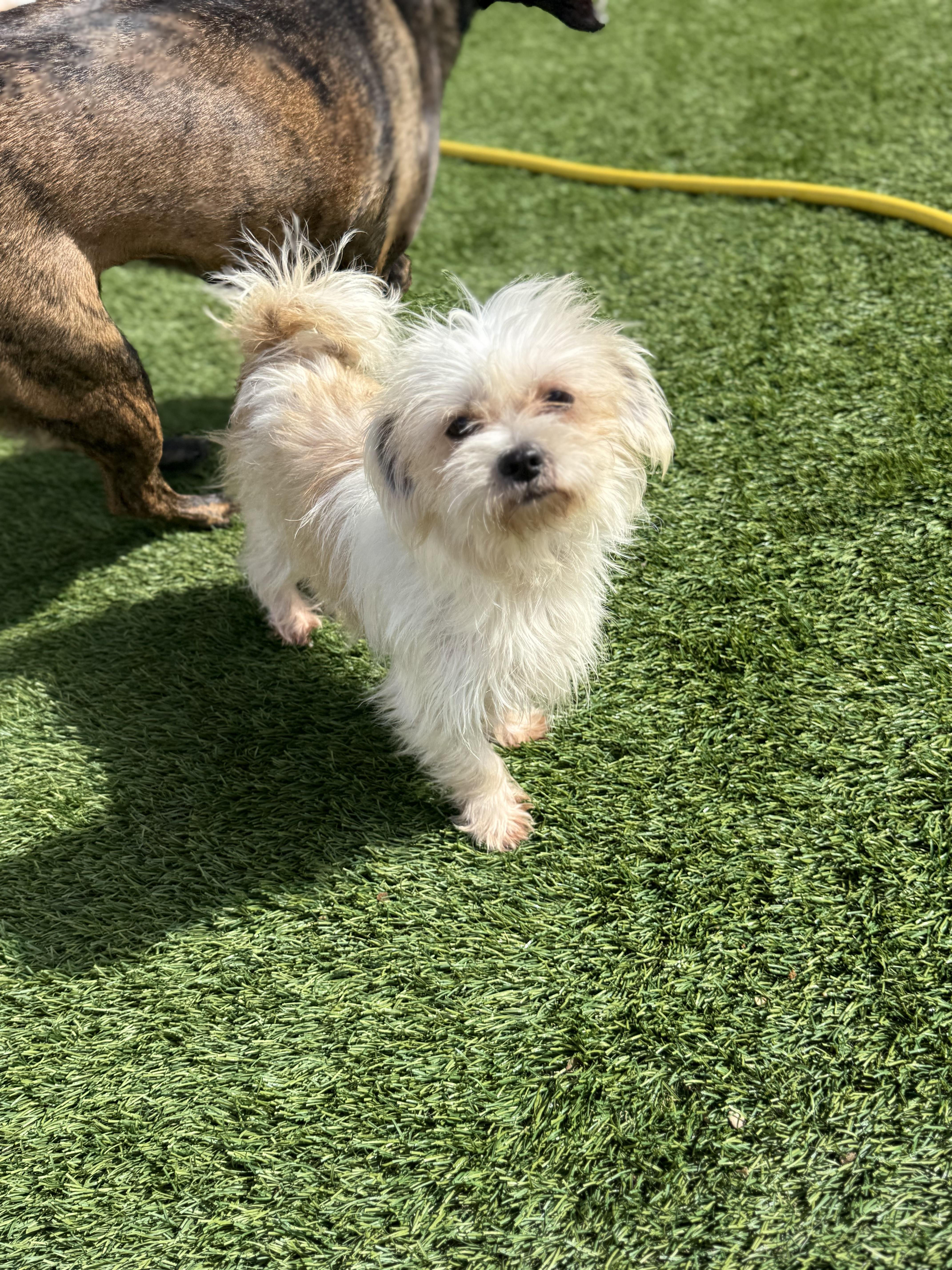Enlarge Snowball, an adopted mixed breed in Denver, CO image 2/6