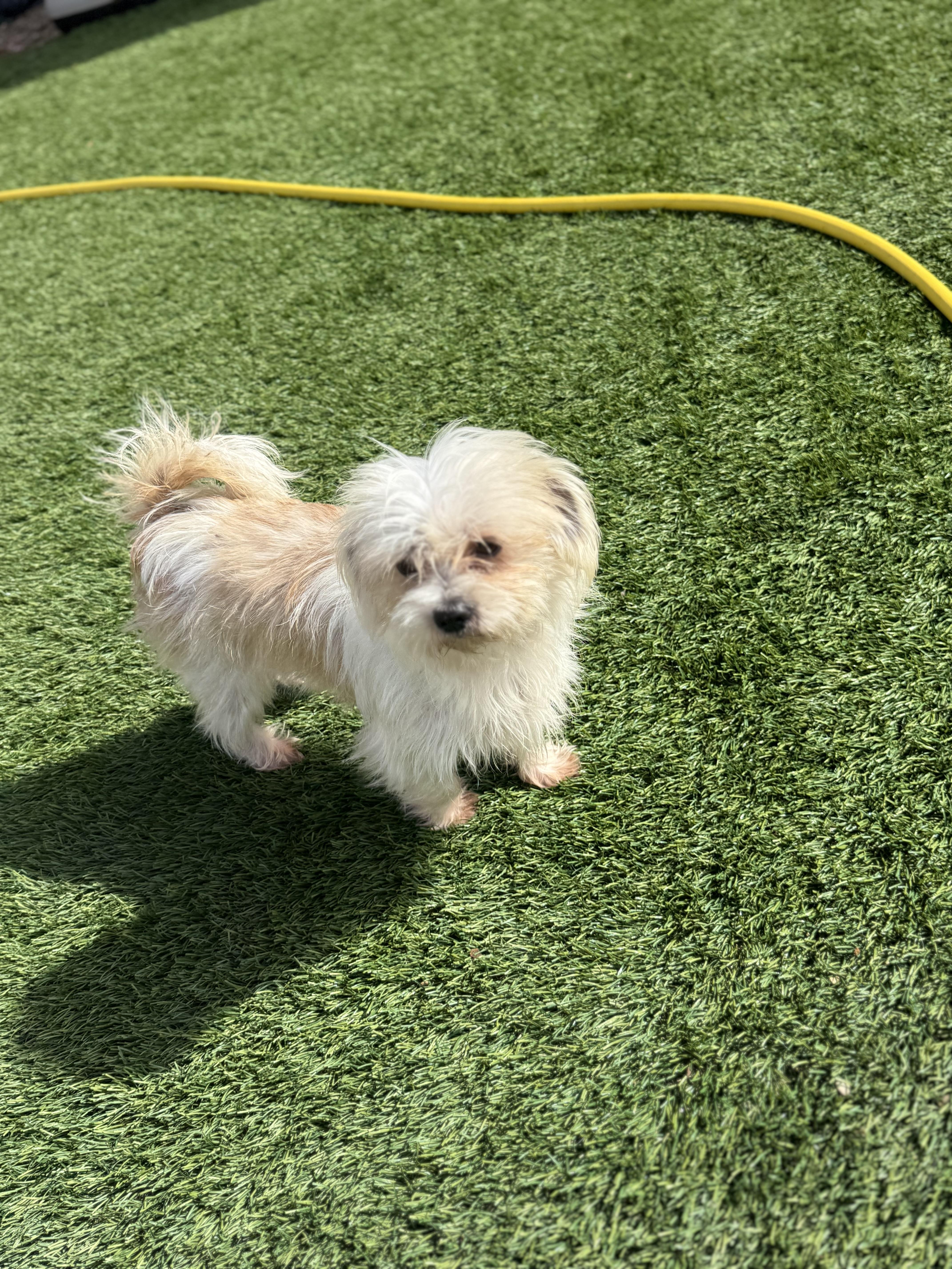 Enlarge Snowball, an adopted mixed breed in Denver, CO image 3/6
