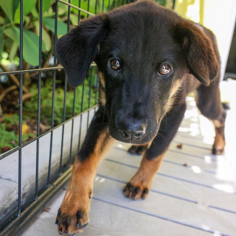 Tim, Adoptable, Puppy Male Shepherd & Mixed Breed.