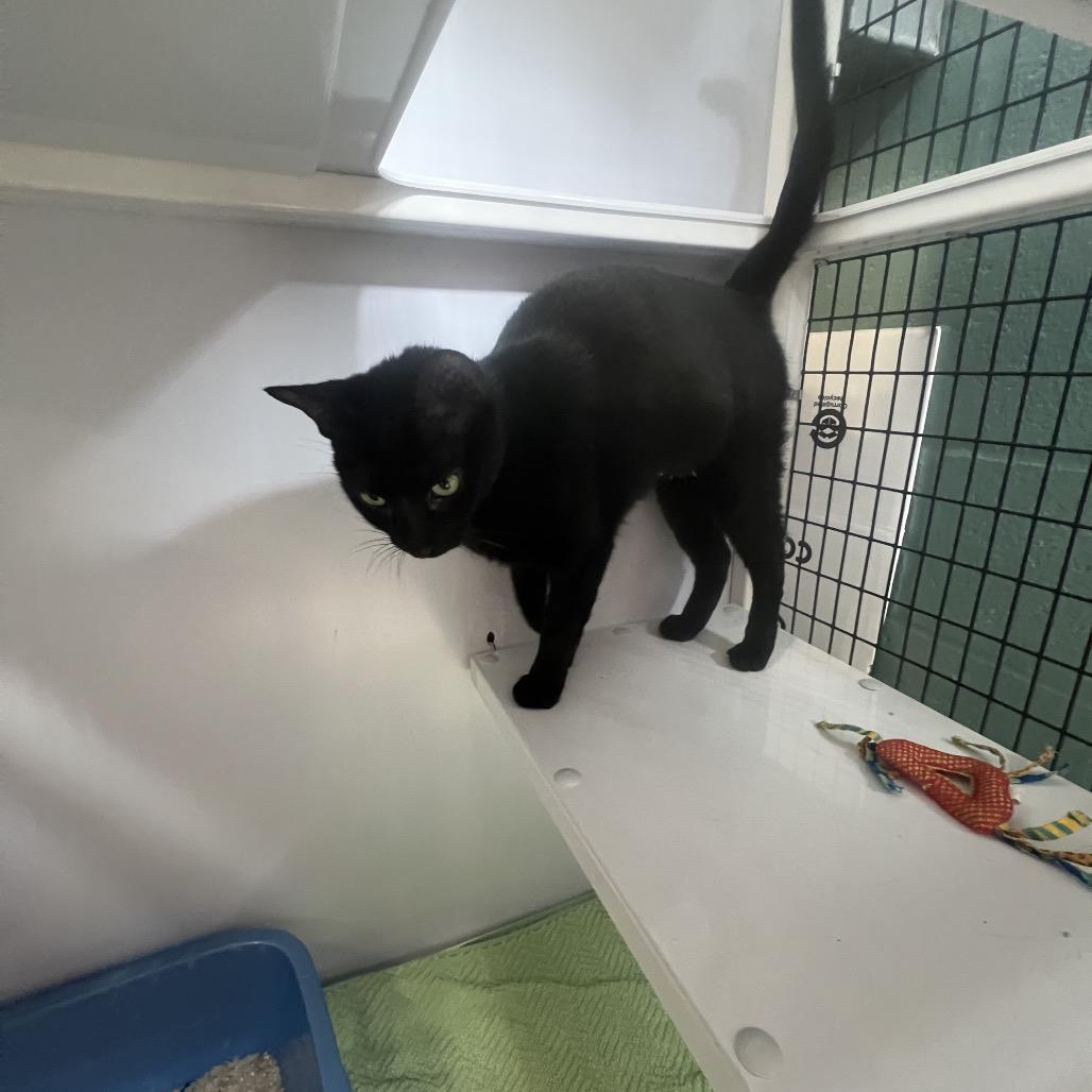 Roxy, Adoptable, Adult Female Domestic Short Hair.